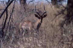 Aepyceros melampus melampus