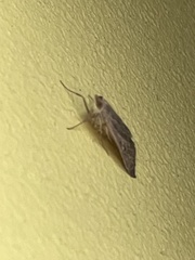 Uresiphita ornithopteralis