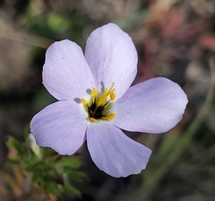 Leptosiphon androsaceus