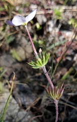 Leptosiphon androsaceus