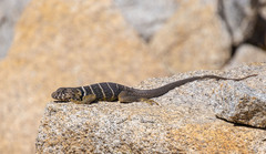 Crotaphytus vestigium