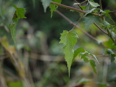 Hibiscus vitifolius