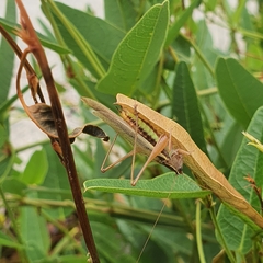 Tettigoniidae