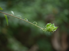 Hibiscus vitifolius