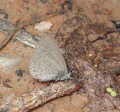 Pseudonacaduba sichela sichela