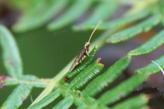 Lecithocera imprudens