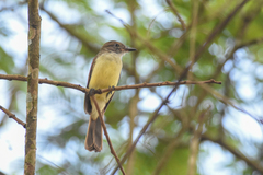 Myiarchus ferox