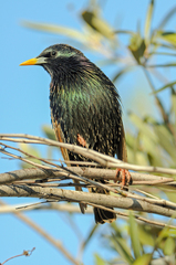 Sturnus vulgaris
