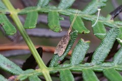 Lecithocera imprudens