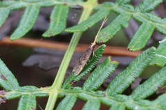 Lecithocera imprudens