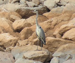 Ardea cinerea cinerea