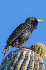 Sturnus vulgaris