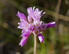 Allium serra