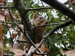 Sciurus niger