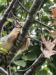 Sciurus niger