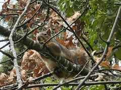 Sciurus niger