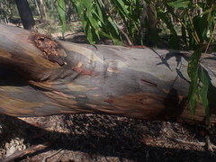 Corymbia henryi
