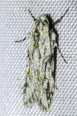 Stenoptena icmaea