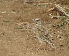 Galerida cristata riggenbachi
