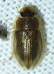 Helobata larvalis