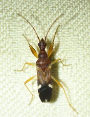 Heraeus triguttatus