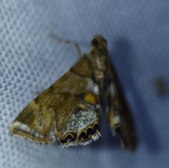 Neargyractis slossonalis