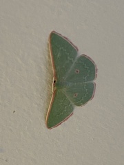Chlorocoma cadmaria