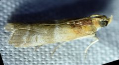 Moodna pallidostrinella