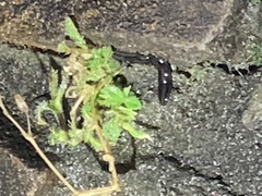 Platydemus victoriae