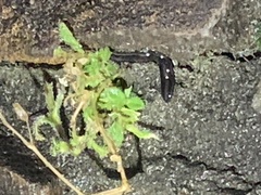 Platydemus victoriae