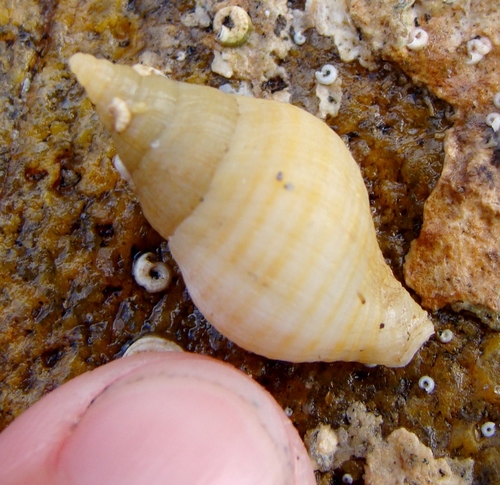 Buccinulum littorinoides