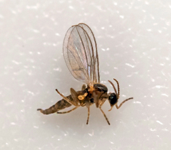 Micromyinae