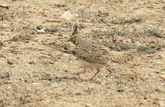 Galerida theklae ruficolor
