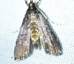 Langessa nomophilalis