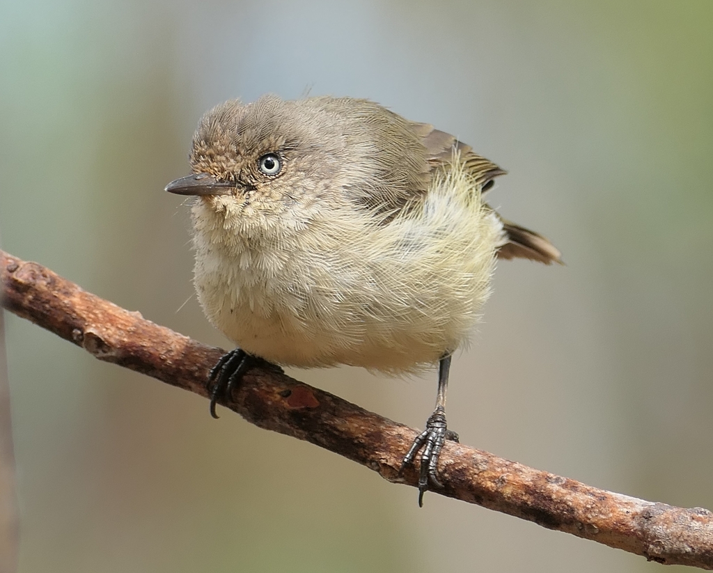 Western Thornbill (Acanthiza inornata) photo
