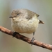 Western Thornbill - Photo (c) Jordan M, some rights reserved (CC BY-NC), uploaded by Jordan M