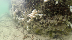 Eudistoma elongatum