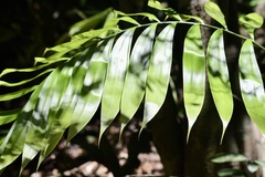 Zamia fairchildiana