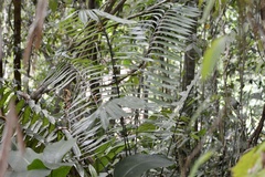 Zamia fairchildiana