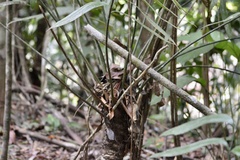 Zamia fairchildiana