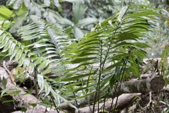 Zamia fairchildiana