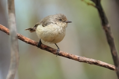 Acanthiza inornata