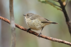 Acanthiza inornata