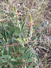 Indigofera astragalina