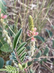 Indigofera astragalina