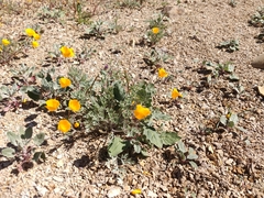Eschscholzia hypecoides