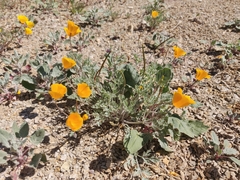 Eschscholzia hypecoides