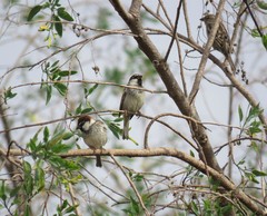 Passer hispaniolensis hispaniolensis