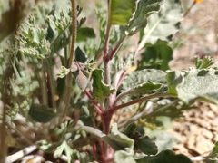 Eschscholzia hypecoides