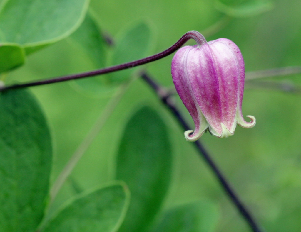 Clematis viorna